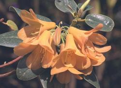 R.Trewithen Orange
